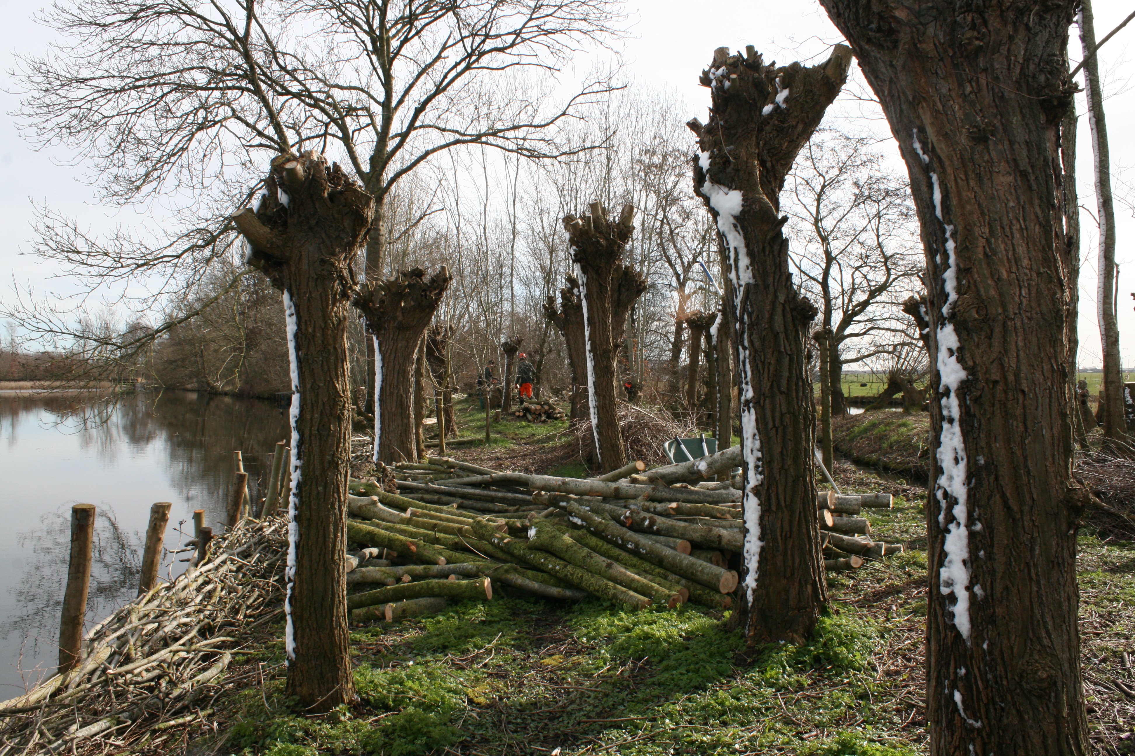 Knotploeg (Spookverlaat). Foto van Margot Klingers.